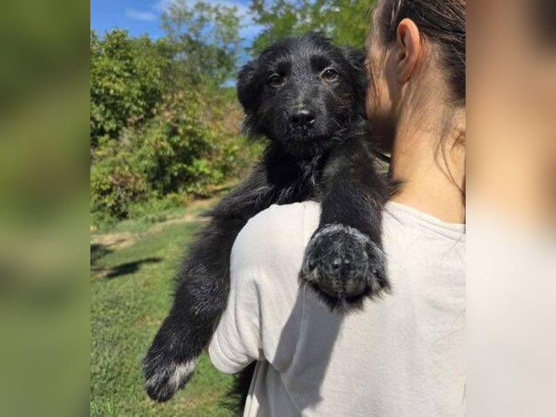 MICO der kleine Bub sucht seine Menschen