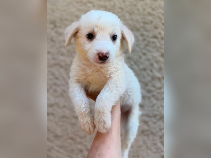 WILLOW ist ein flauschiges Hundemädchen