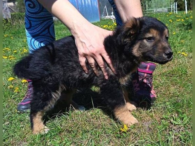 LIMA ist eine goldiges Hundekind