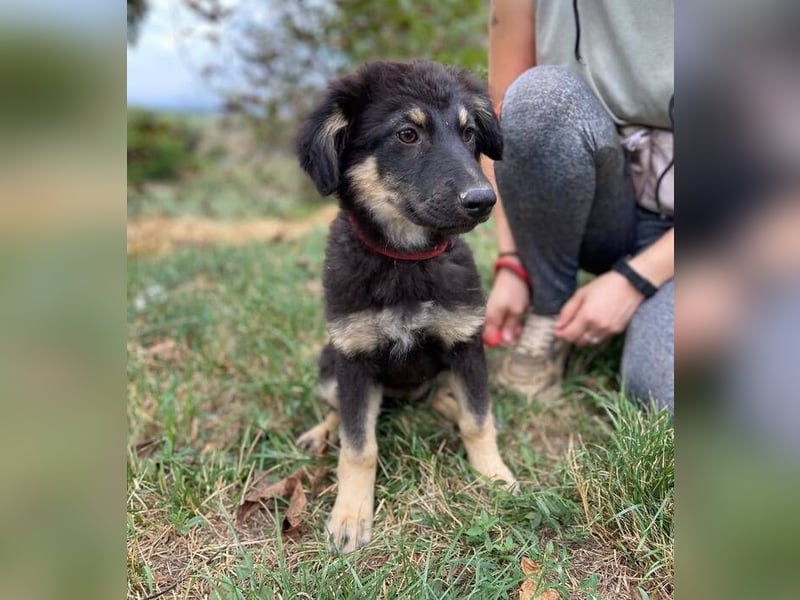 LORI das arme Hundekind wurde im Stich gelassen