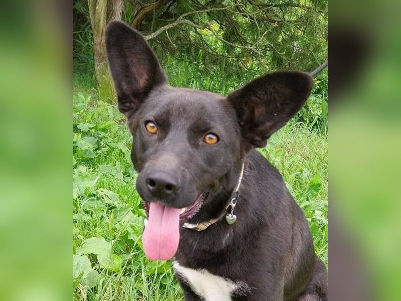 SYRIA wäre eine tolle Begleiterin