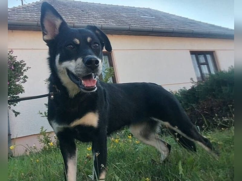 FREYA 3 ist lieb und verträglich