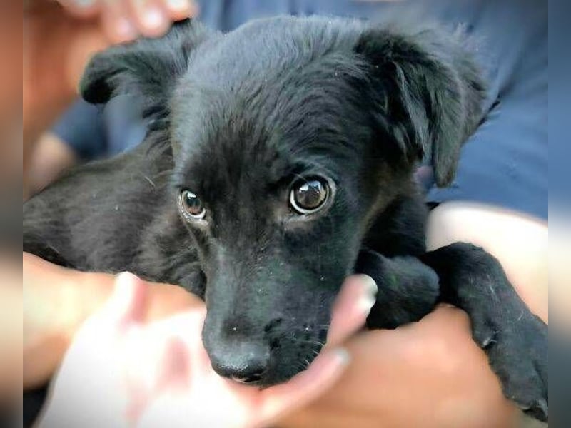 BLACKY , das süße Fellnäschen ist in großer Gefahr 