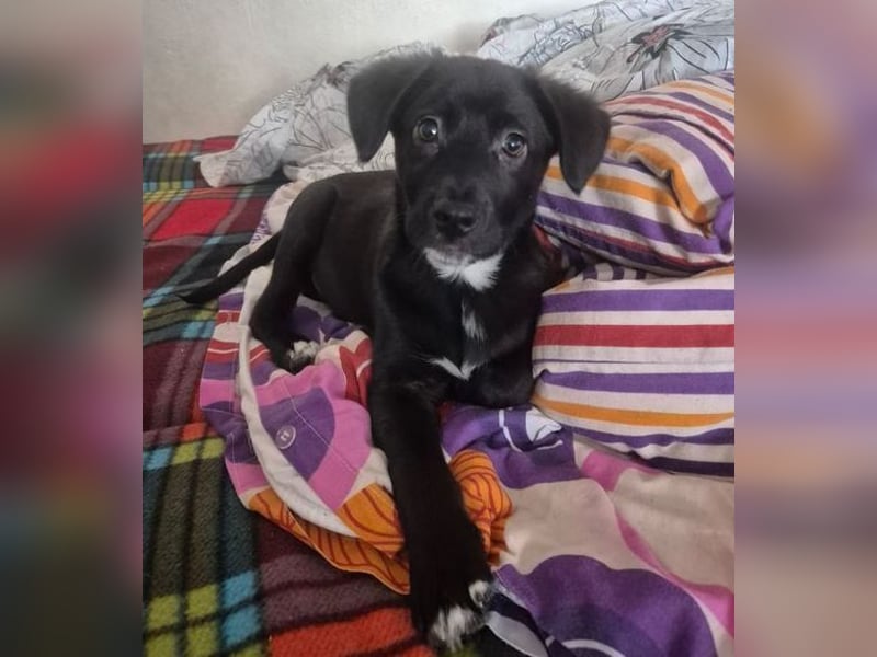 MAX 3 ein zuckersüßes Hundekind