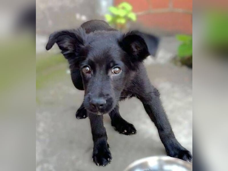 BLACKY , das süße Fellnäschen ist in großer Gefahr 