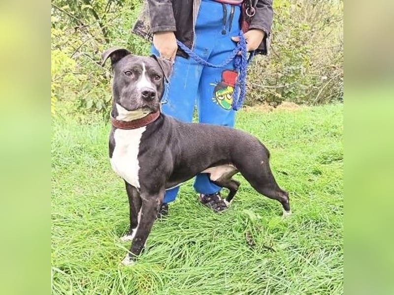 BARON wer kann ihm ein Zuhause schenken?