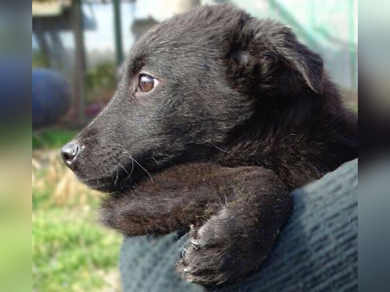 CLOE ist ein süßes Plüschnäschen