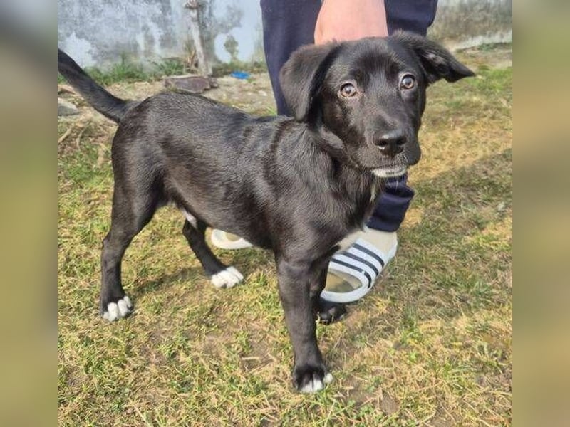 MAX 3 ein zuckersüßes Hundekind