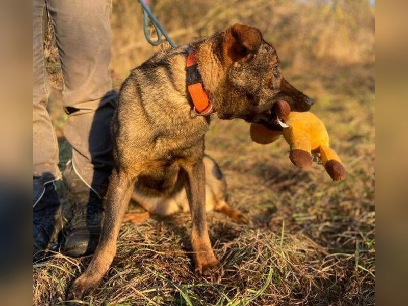 SOFIA irrte verzweifelt umher