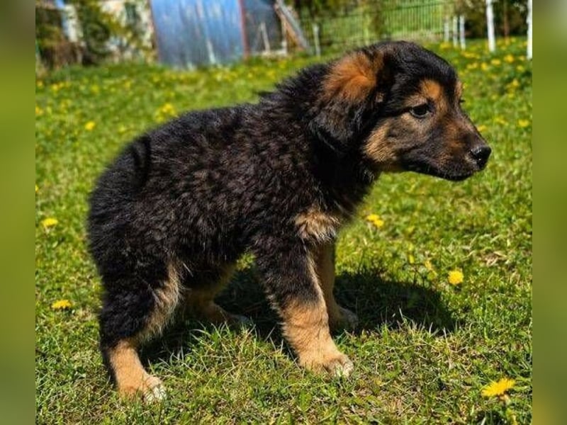 LIMA ist eine goldiges Hundekind