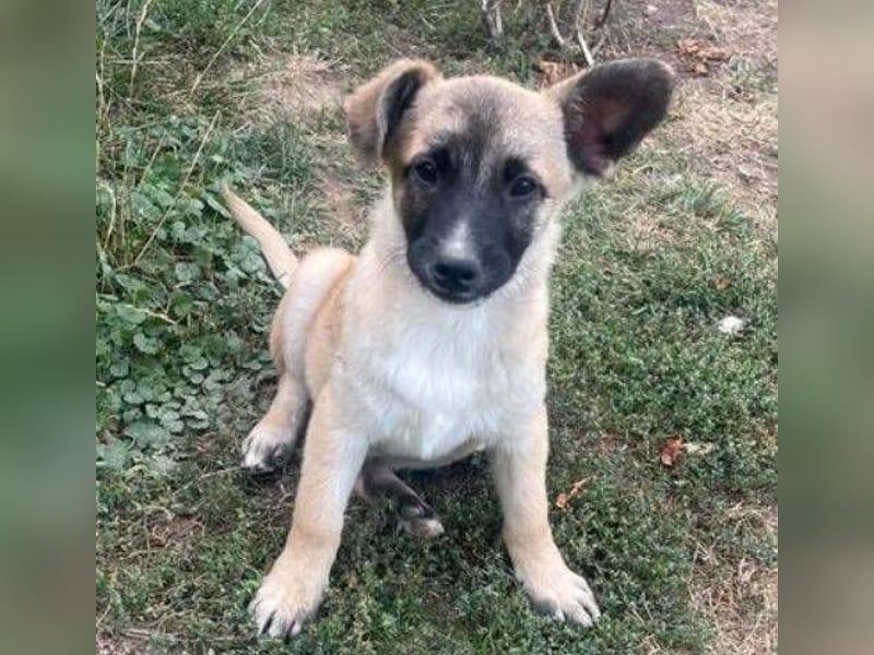 EMIR das Hundekind wurde herzlos ausgesetzt