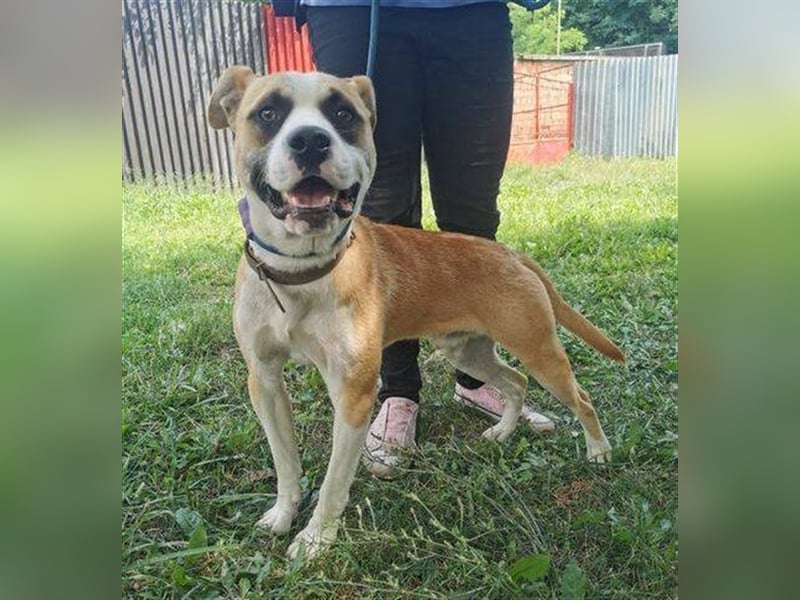 Dave, Engl. Bulldoggen Labrador Mischling