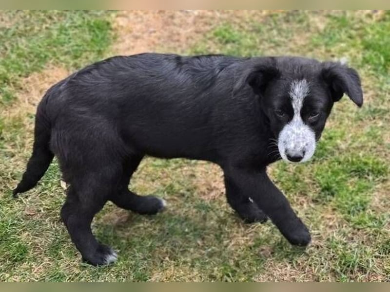 ANJA braucht dringend ein Zuhause