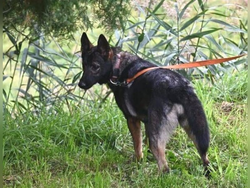 ZOYA sucht ein liebevolles Zuhause