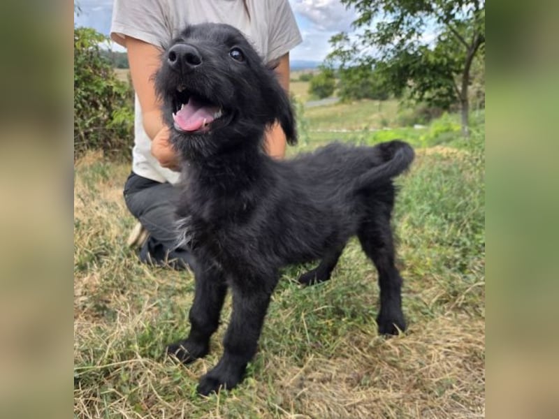 WILLI ist ein süßes Schnuffelchen