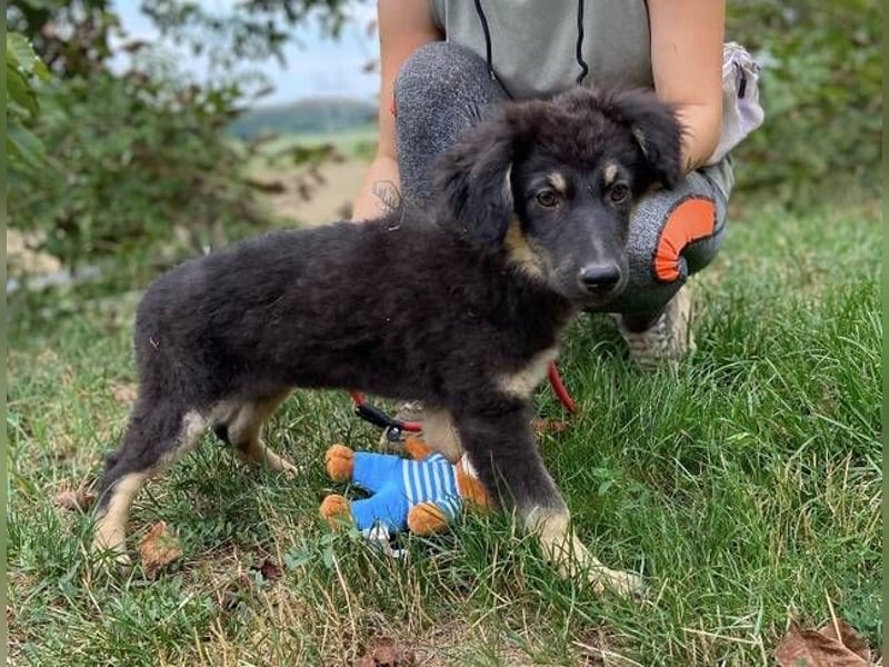 LORI das arme Hundekind wurde im Stich gelassen