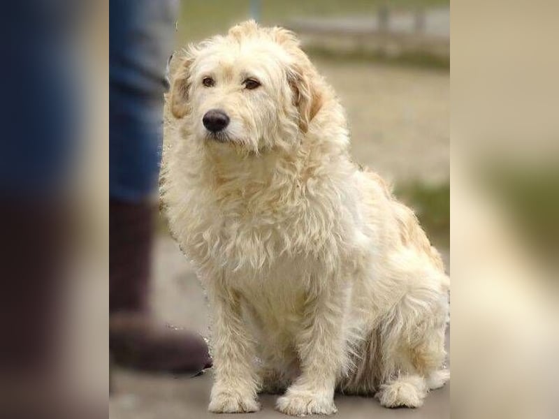 BELLA wurde einfach in die Tötung entsorgt