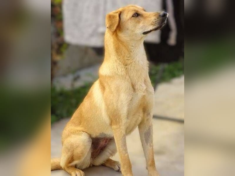 LIA ist dem Tod knapp entkommen