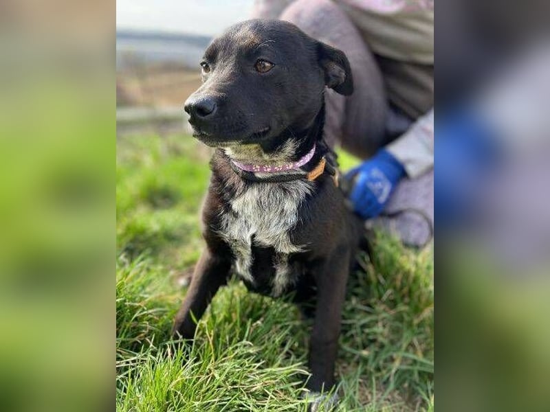 LUCKY 2 sucht sein Glück