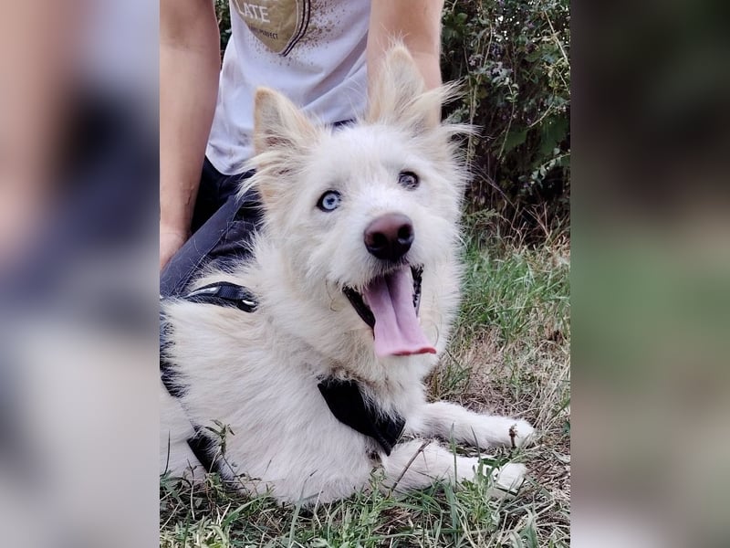 Zauberhafter Husky Terrier ähnlicher Jungrüde, 10Mon., kastriert