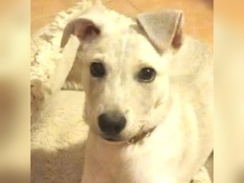 PEDRO süsses Pelzbaby