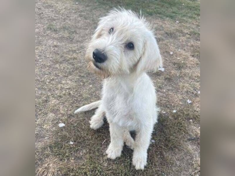 ELVIS der Hundejunge hätte so gern eine Familie