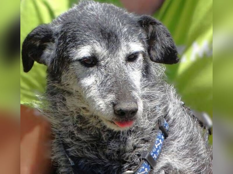 LOLA  ist ein liebe, ruhige Hundedame