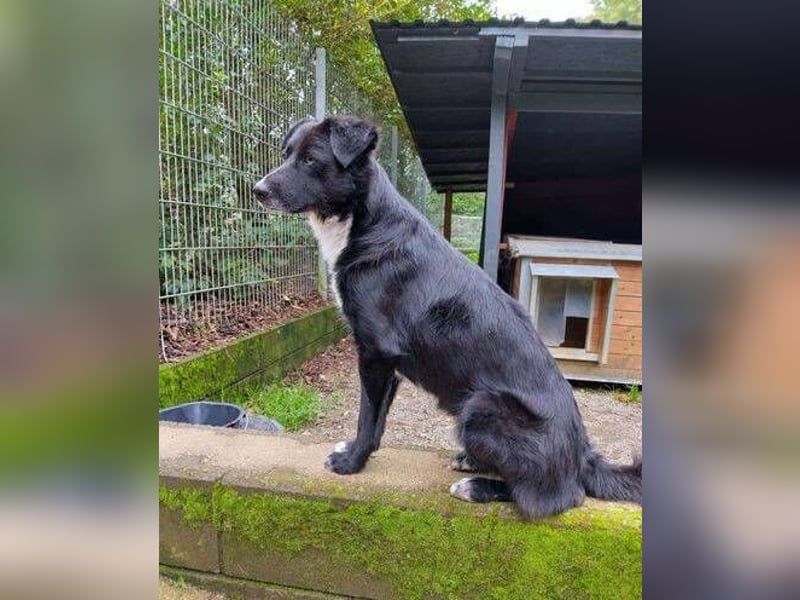 FELIX sucht seine Herzensmenschen