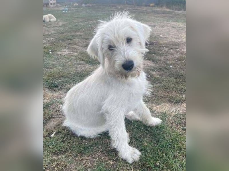 ELVIS der Hundejunge hätte so gern eine Familie