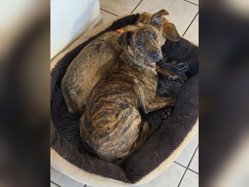 ZIPPO ist ein ganz toller Junghund