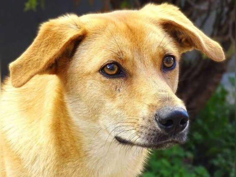 LIA ist dem Tod knapp entkommen