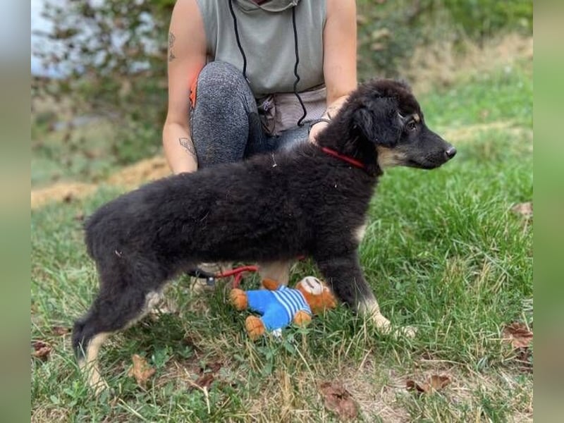 LORI das arme Hundekind wurde im Stich gelassen