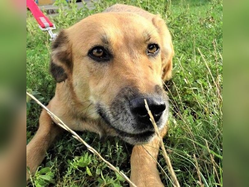 STELLA 2 ist sehr verschmust