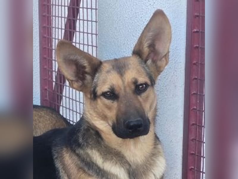 KIRA braucht Hilfe um zu überleben