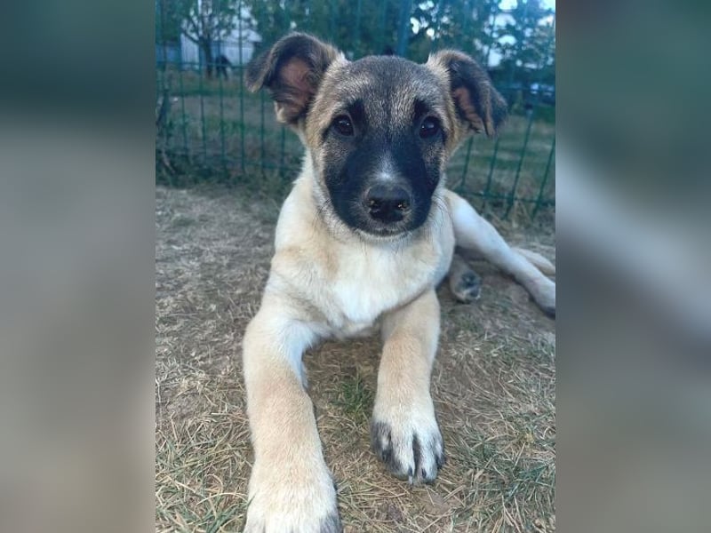 EMIR das Hundekind wurde herzlos ausgesetzt