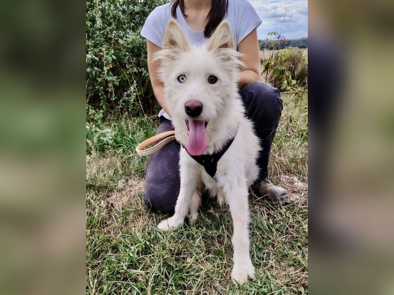 Zauberhafter Husky Terrier ähnlicher Jungrüde, 10Mon., kastriert