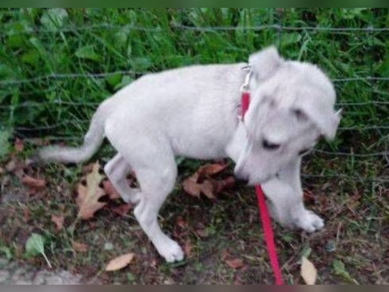 PEDRO süsses Pelzbaby