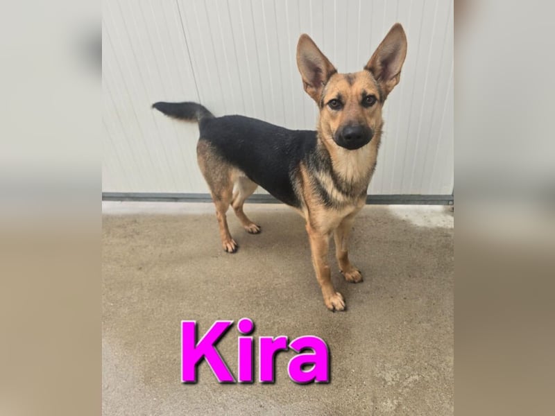 KIRA braucht Hilfe um zu überleben