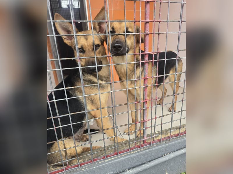 KIRA braucht Hilfe um zu überleben