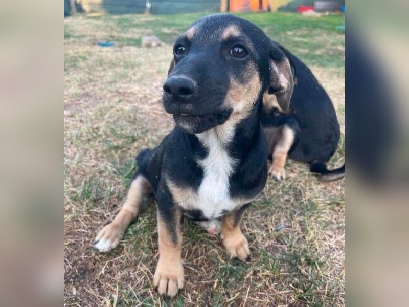 LEO 2 Wer schenkt dem Hundekind ein Zuhause?