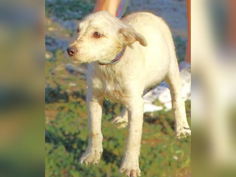 BEA ist ein niedliches Hundekind