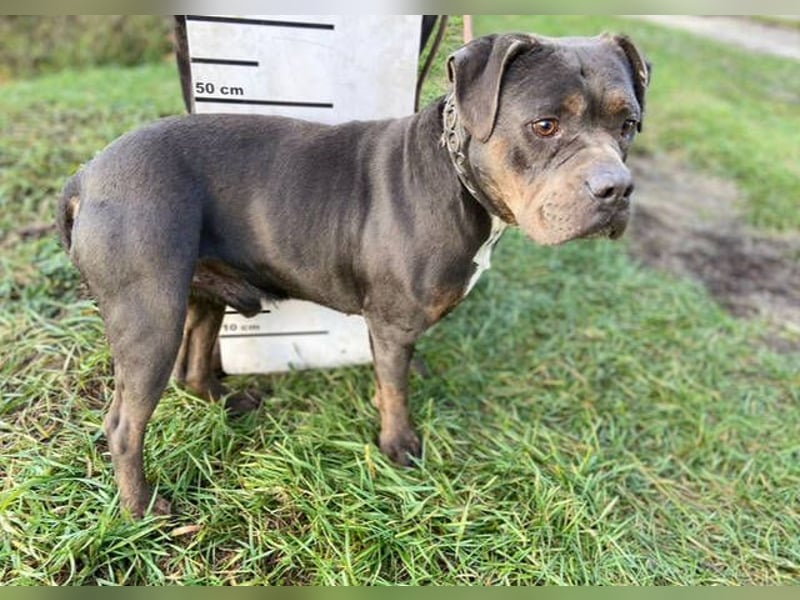 JORGI ist ein liebenswerter,  verträglicher Kerl