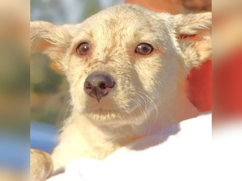 BEA ist ein niedliches Hundekind