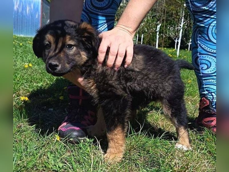 LIMA ist eine goldiges Hundekind