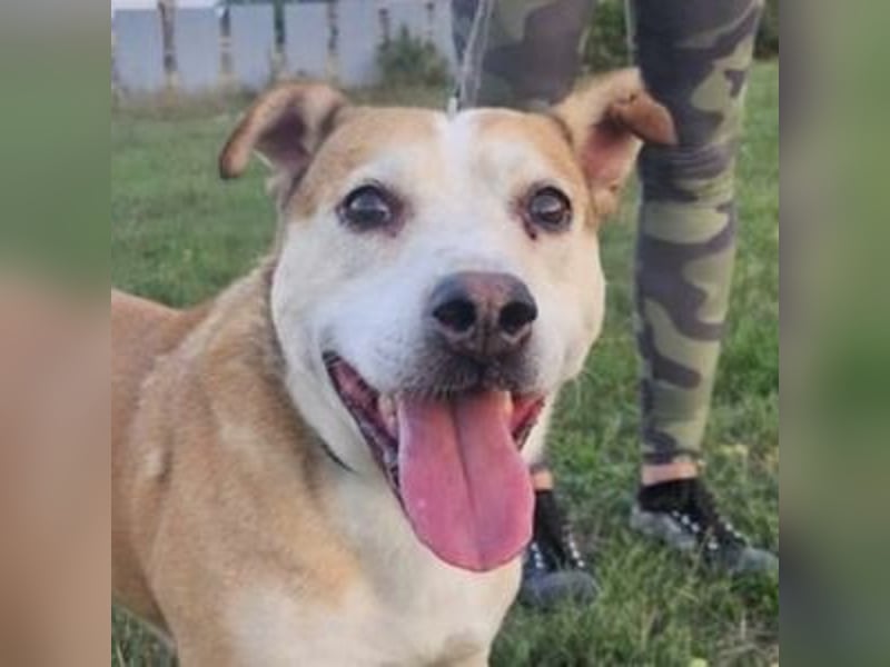 JACK ist eine Seele von Hund