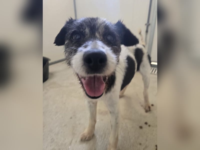 RICKY 2 sucht Ruhesitz