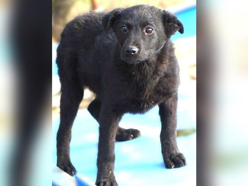 CLOE ist ein süßes Plüschnäschen