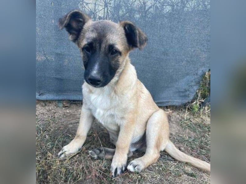 EMIR das Hundekind wurde herzlos ausgesetzt