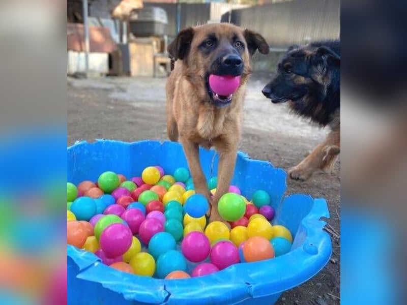 ARTHUR 2 sucht sein Zuhause