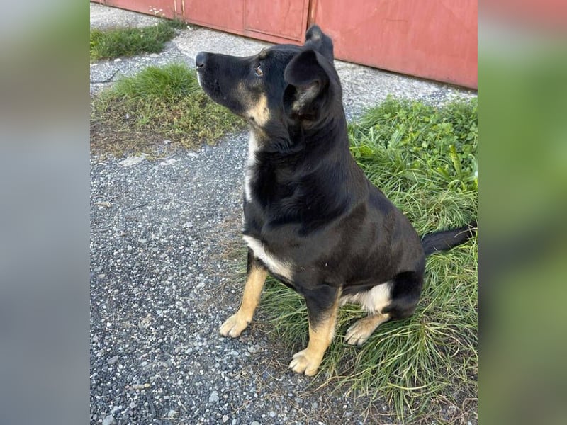 SARIO hatte einen Schutzengel